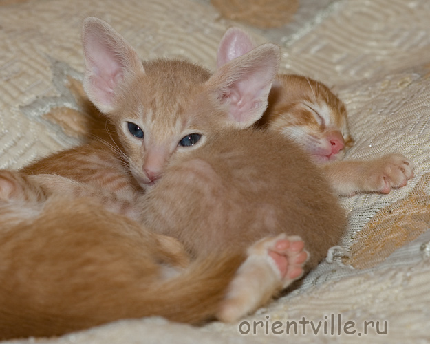 Джельсомино