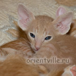 Orientville's Gelsomino