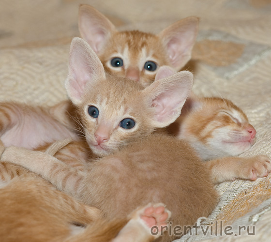 Orientville's Gelsomino