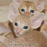 Джельсомино, Гулливер и Гвиздо