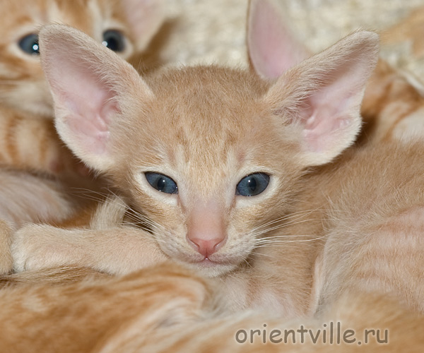 Джельсомино