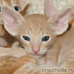 Ориентальный котенок 1 месяц