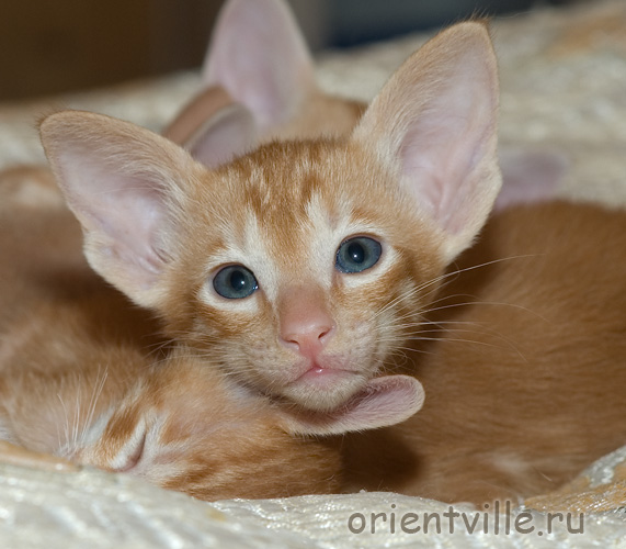 Orientville's Gulliver