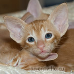 Ориентальный котенок 1 месяц