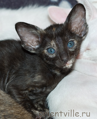 Orientville's Guenhwyvar