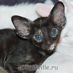 Ориентальный котенок 1 месяц