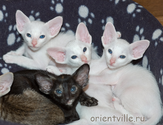 Гендальф, Галатея, Гюсто, Гвен