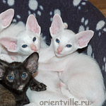 Гендальф, Галатея, Гюсто, Гвен