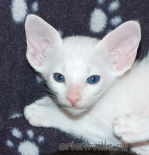 Orientville's Gandalf