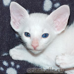 Orientville's Gandalf