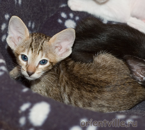 Orientville's Gabrielle