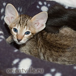 Ориентальный котенок 1 месяц