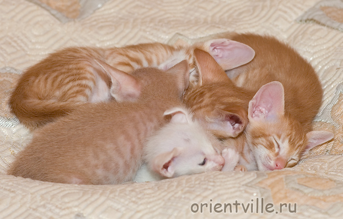 красная икра