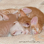 красная икра