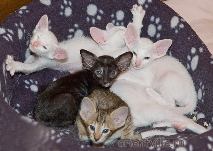 Гендальф, Галатея, Гюсто, Гвен, Габи