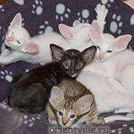 Гендальф, Галатея, Гюсто, Гвен, Габи