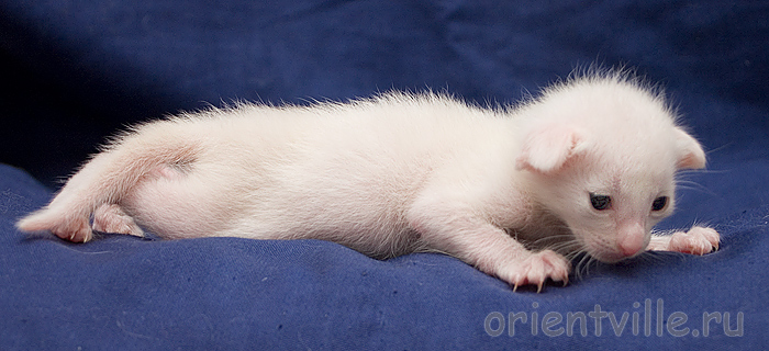 Orientville's Belinda Maze