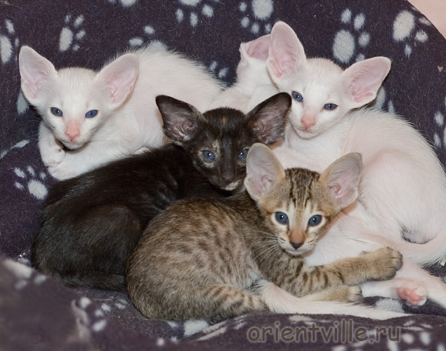 Гендальф, Галатея, Гюсто, Гвен, Габи