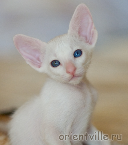 Orientville's Gandalf