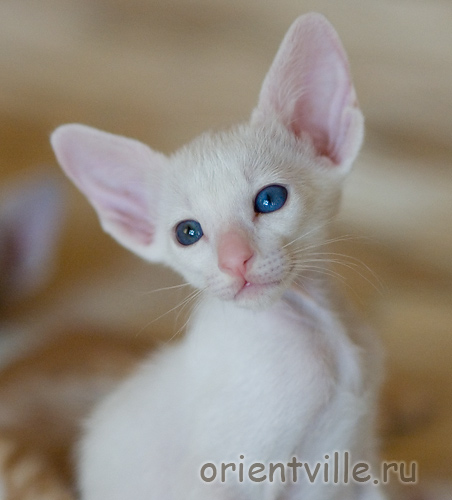 Orientville's Gandalf