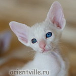 Orientville's Gandalf