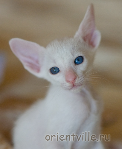 Orientville's Gandalf