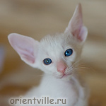 Orientville's Gandalf