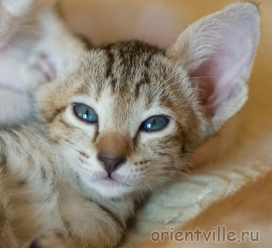 Ориентальный котенок. Габи