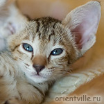 Orientville's Gabrielle