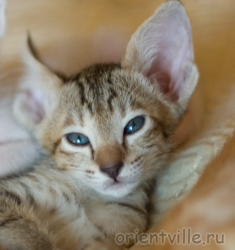 Ориентальный котенок. Габи