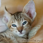 Ориентальный котенок. Габи