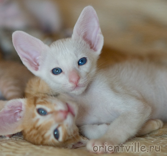 Orientville's Gandalf