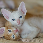 Orientville's Gandalf