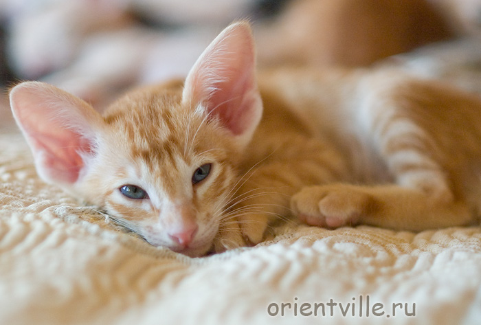 Orientville's Guy Montag