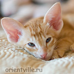 Orientville's Guy Montag