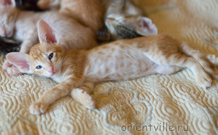 Orientville's Guy Montag