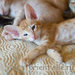 Orientville's Guy Montag