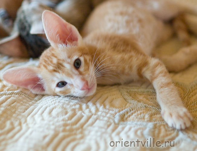 Orientville's Guy Montag