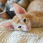 Orientville's Guy Montag