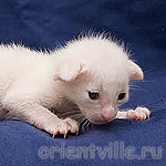 Orientville's Belinda Maze