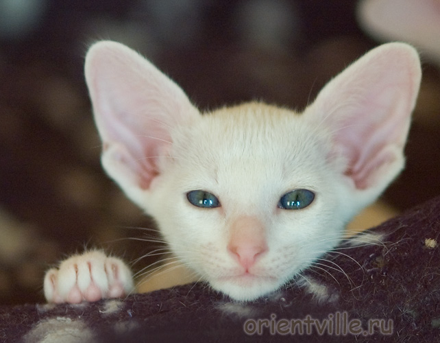 Orientville's Gusteau