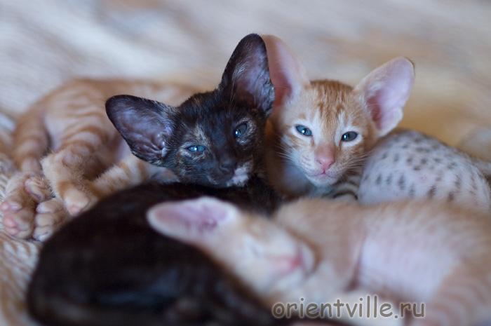 Orientville's Gulliver