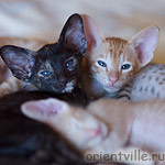 Orientville's Gulliver