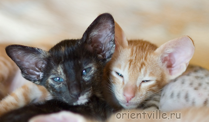 Orientville's Guenhwyvar