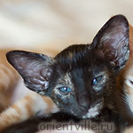 Orientville's Guenhwyvar