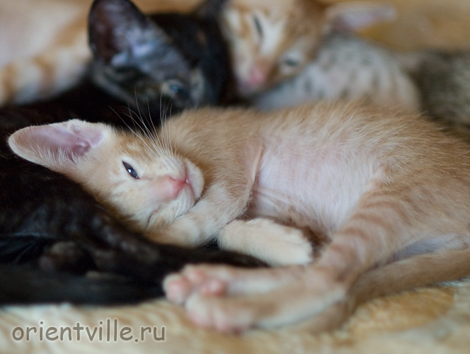 Orientville's Gelsomino