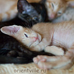 Orientville's Gelsomino