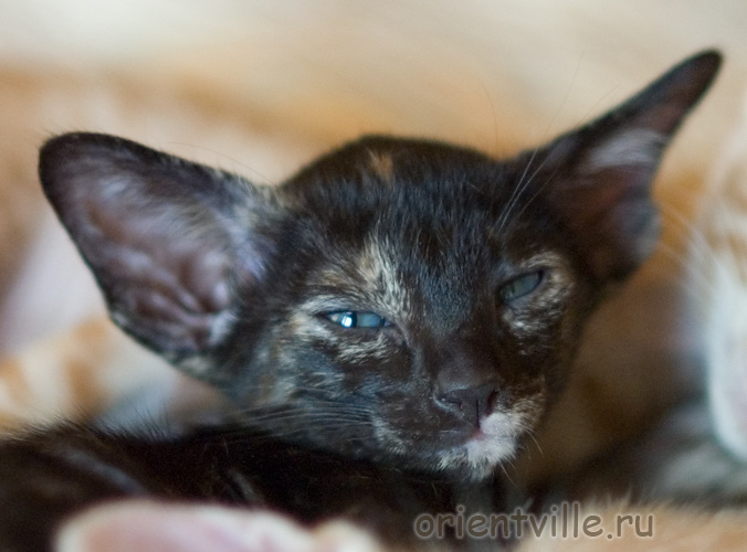 Orientville's Guenhwyvar