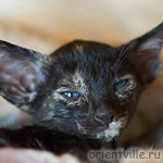 Orientville's Guenhwyvar