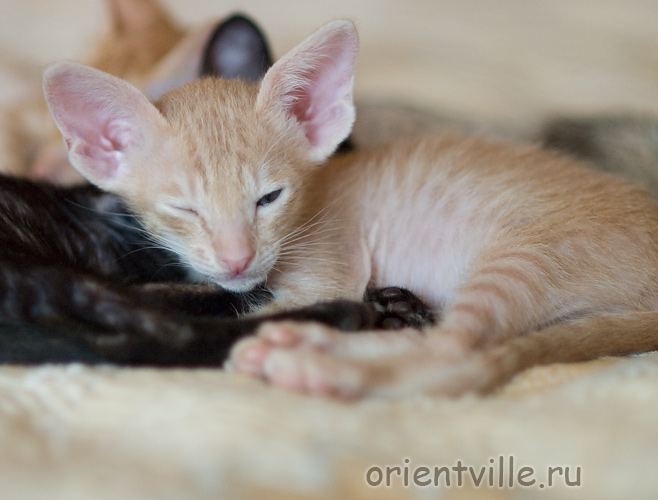 Orientville's Gelsomino